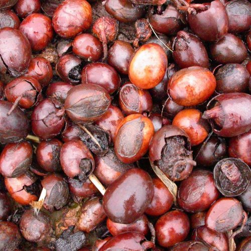 Vitellaria_paradoxa_MS4195